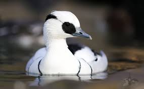 Smew